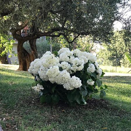 Antica Fonte Holiday Home Tavullia Buitenkant foto